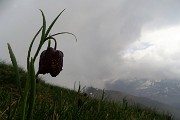 41 Fritillaria